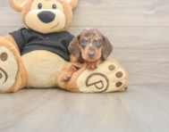 5 week old Dachshund Puppy For Sale - Windy City Pups