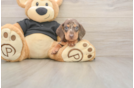 Dachshund Puppy for Adoption