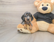 6 week old Dachshund Puppy For Sale - Windy City Pups