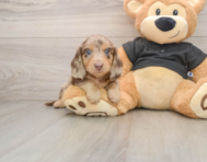 5 week old Dachshund Puppy For Sale - Windy City Pups