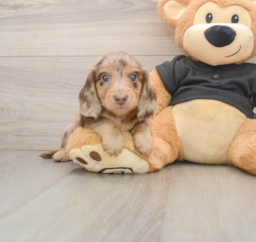 5 week old Dachshund Puppy For Sale - Windy City Pups