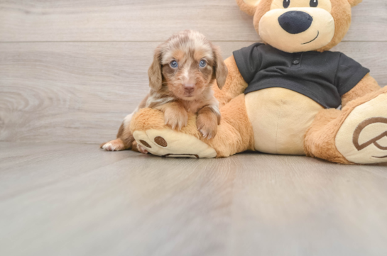 SHIMANO, a Dachshund littermate