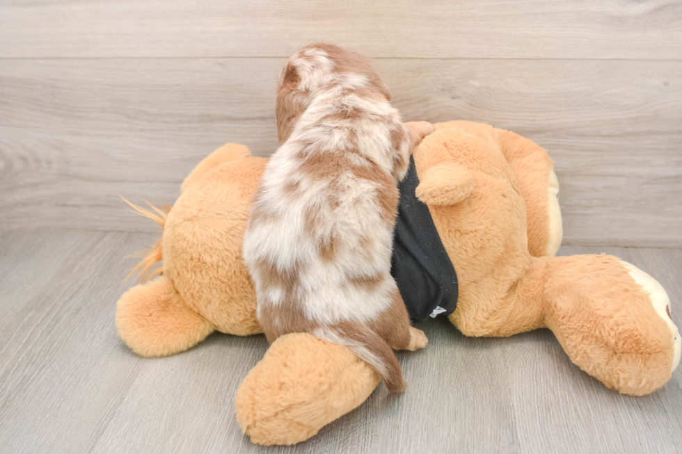 Dachshund Puppy for Adoption