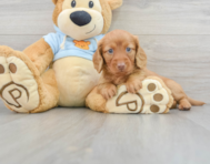 7 week old Dachshund Puppy For Sale - Windy City Pups