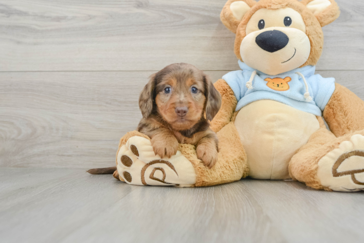 Dachshund Puppy for Adoption