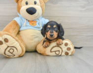 6 week old Dachshund Puppy For Sale - Windy City Pups