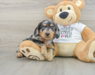 5 week old Dachshund Puppy For Sale - Windy City Pups