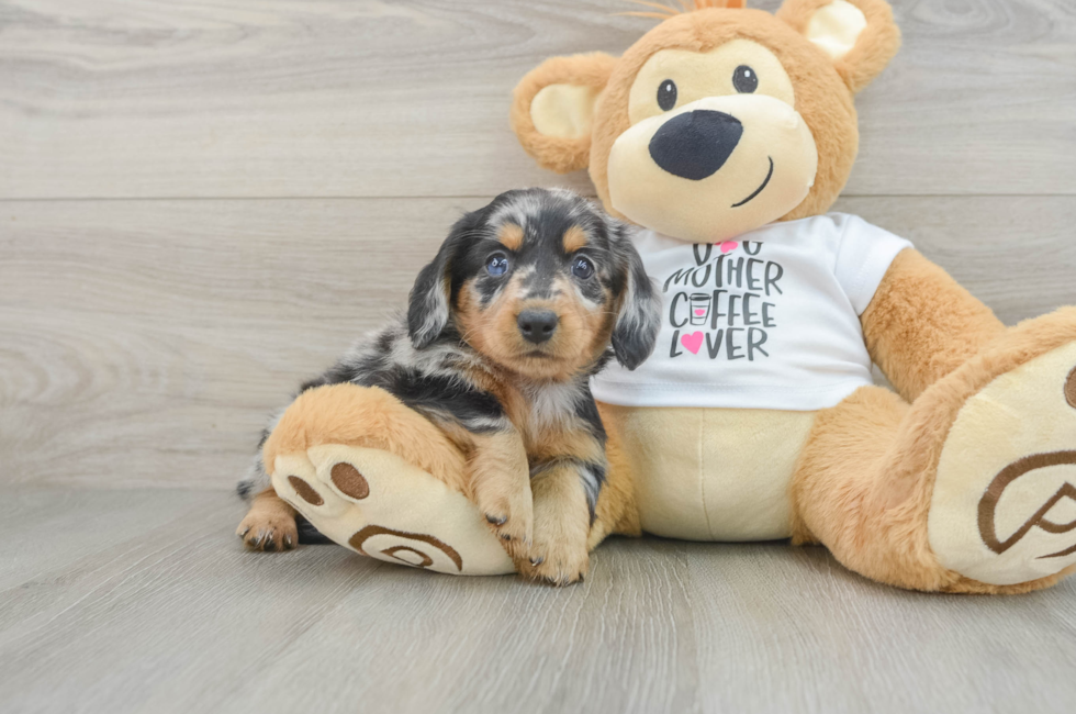 5 week old Dachshund Puppy For Sale - Windy City Pups