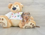 5 week old Dachshund Puppy For Sale - Windy City Pups