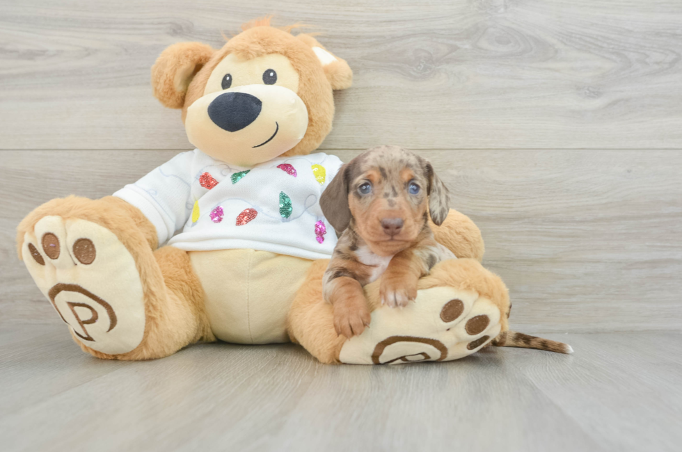 6 week old Dachshund Puppy For Sale - Windy City Pups