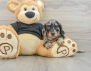 6 week old Dachshund Puppy For Sale - Windy City Pups