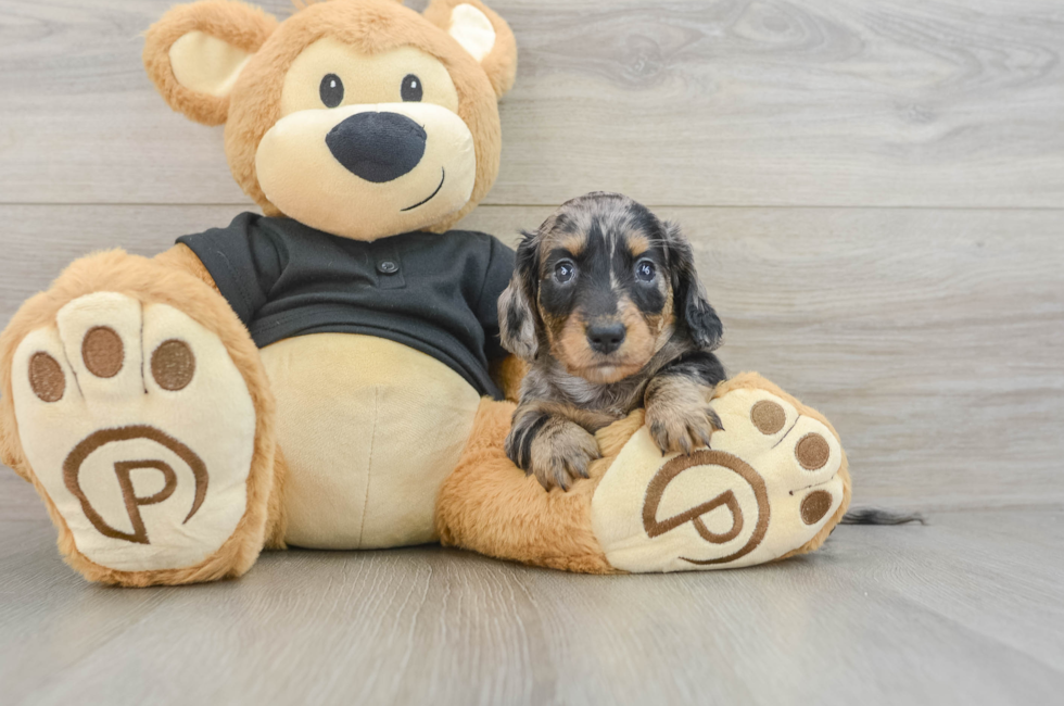 5 week old Dachshund Puppy For Sale - Windy City Pups