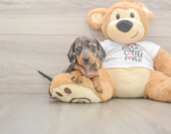 5 week old Dachshund Puppy For Sale - Windy City Pups