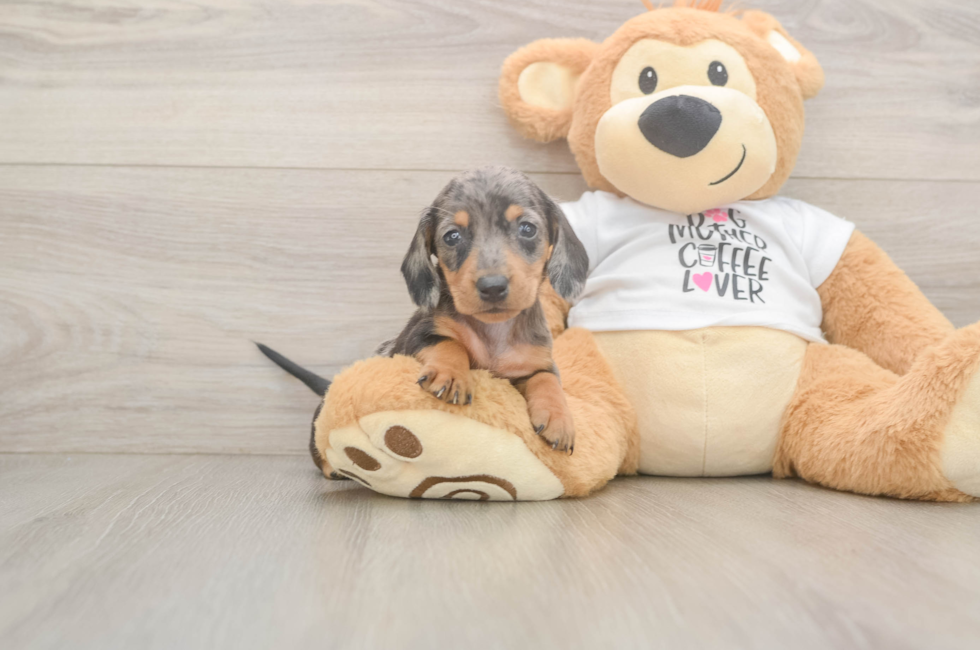 5 week old Dachshund Puppy For Sale - Windy City Pups