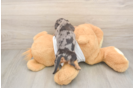 Cute Doxie Purebred Puppy