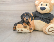 7 week old Dachshund Puppy For Sale - Windy City Pups