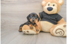 Best Dachshund Baby