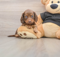 5 week old Dachshund Puppy For Sale - Windy City Pups