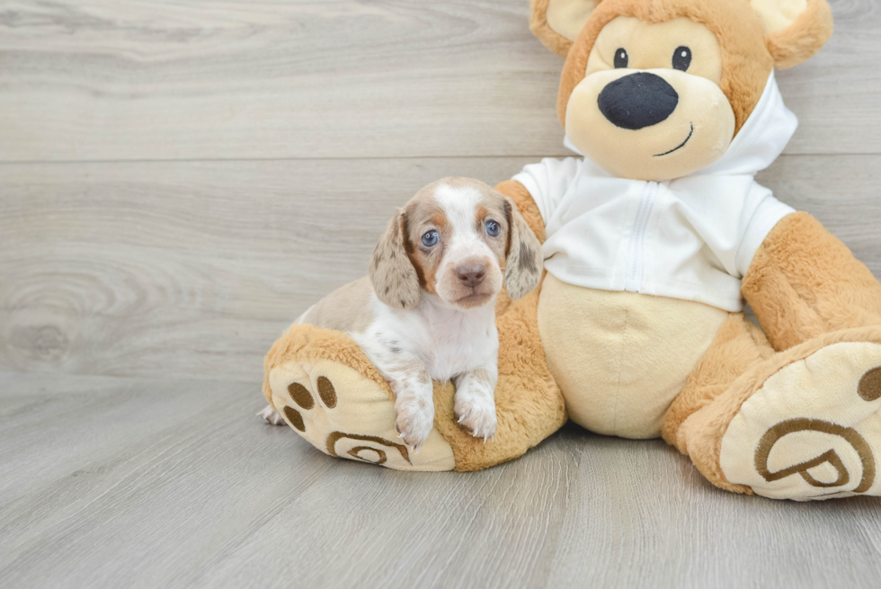 Cute Dachshund Purebred Pup