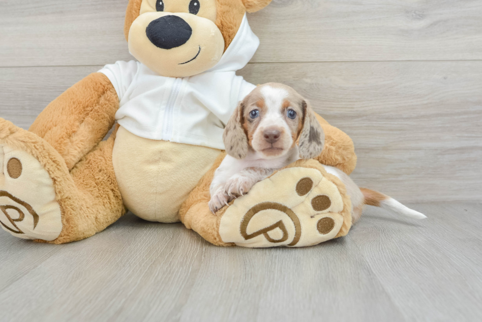 Dachshund Pup Being Cute