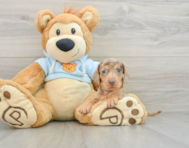 5 week old Dachshund Puppy For Sale - Windy City Pups