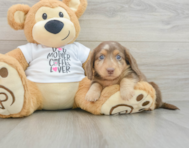 5 week old Dachshund Puppy For Sale - Windy City Pups