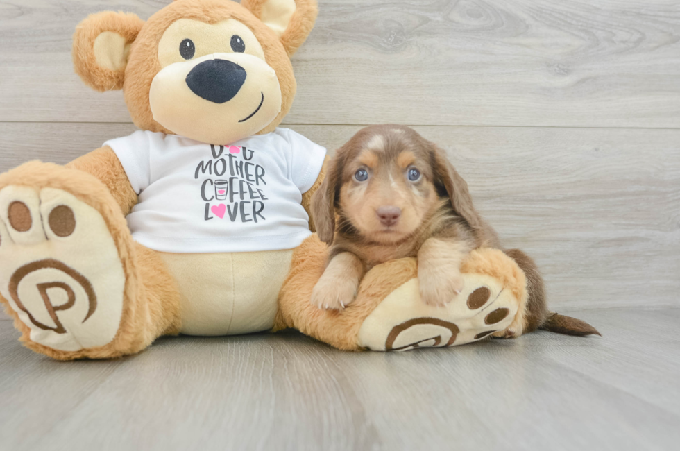 5 week old Dachshund Puppy For Sale - Windy City Pups