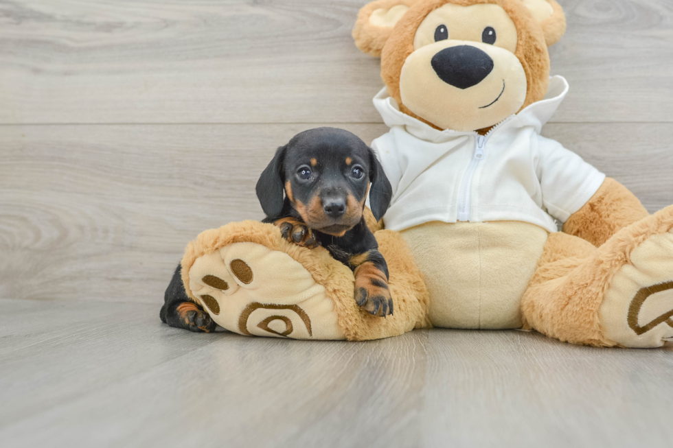 Dachshund Pup Being Cute