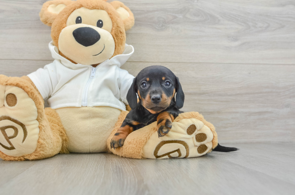 5 week old Dachshund Puppy For Sale - Windy City Pups