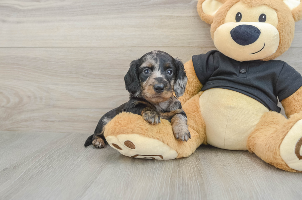 5 week old Dachshund Puppy For Sale - Windy City Pups