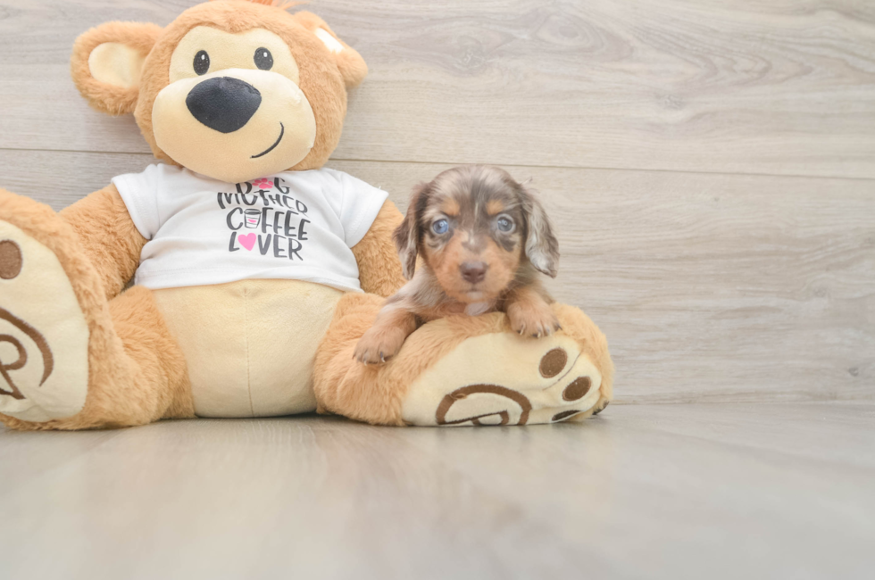 5 week old Dachshund Puppy For Sale - Windy City Pups