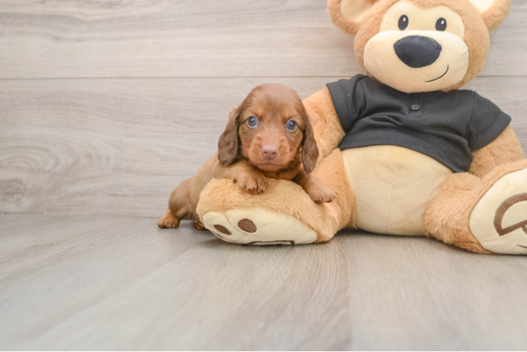 Dachshund Pup Being Cute