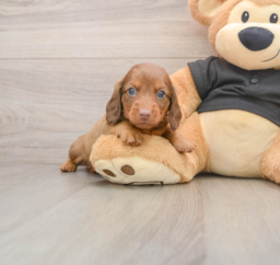 5 week old Dachshund Puppy For Sale - Windy City Pups