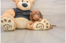 Cute Dachshund Baby