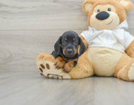6 week old Dachshund Puppy For Sale - Windy City Pups