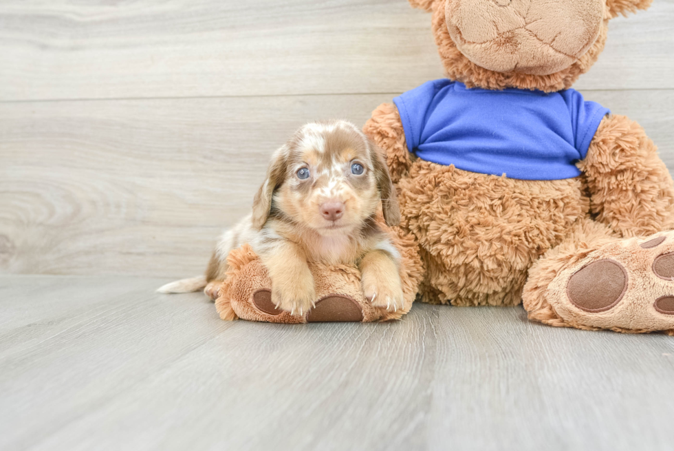 Cute Doxie Purebred Puppy