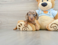 6 week old Dachshund Puppy For Sale - Windy City Pups