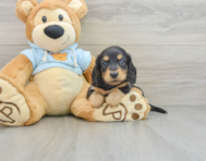 7 week old Dachshund Puppy For Sale - Windy City Pups