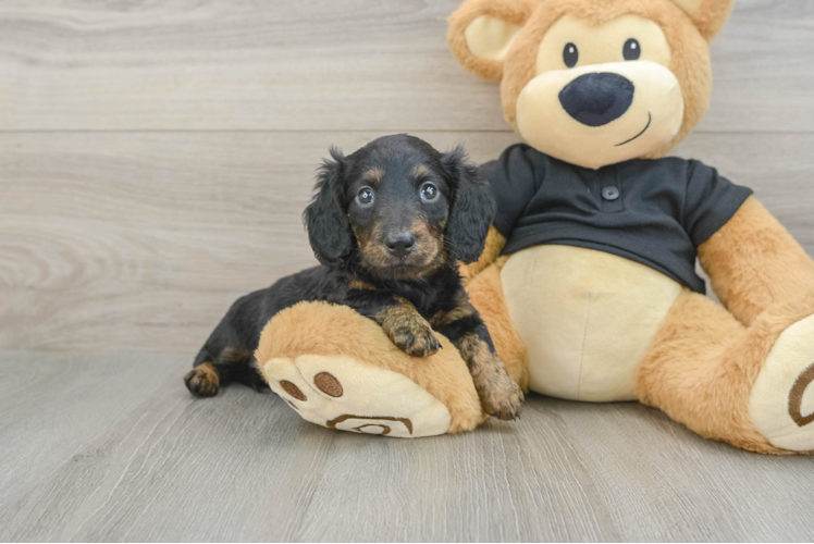 Cute Doxie Purebred Puppy
