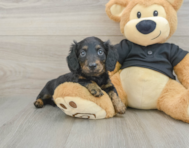 5 week old Dachshund Puppy For Sale - Windy City Pups