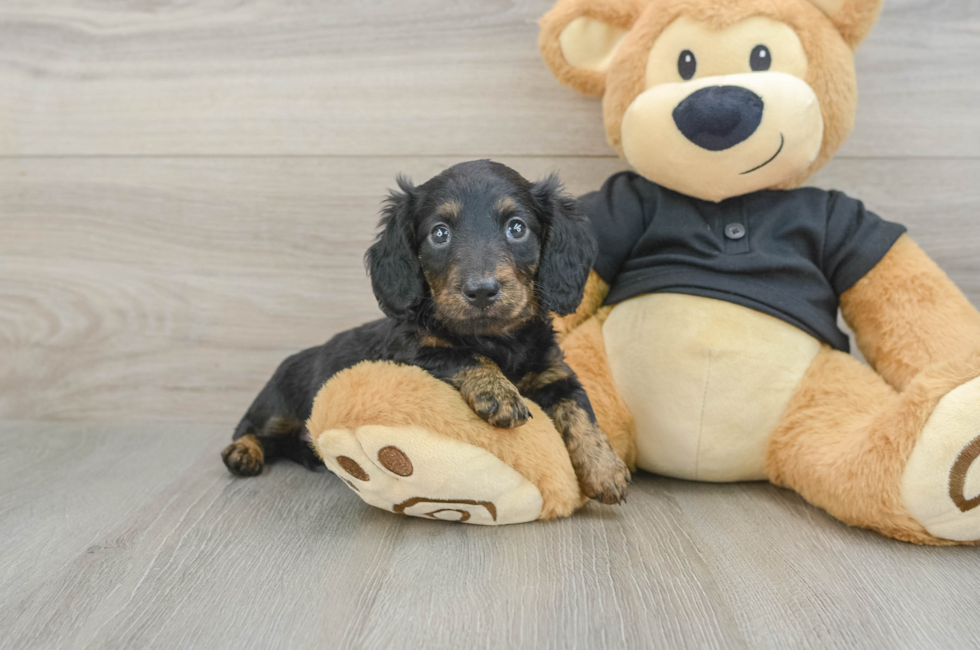 5 week old Dachshund Puppy For Sale - Windy City Pups