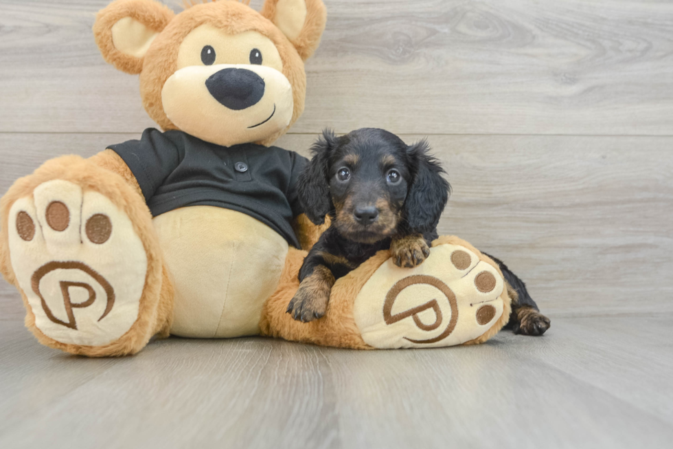 Cute Dachshund Purebred Pup