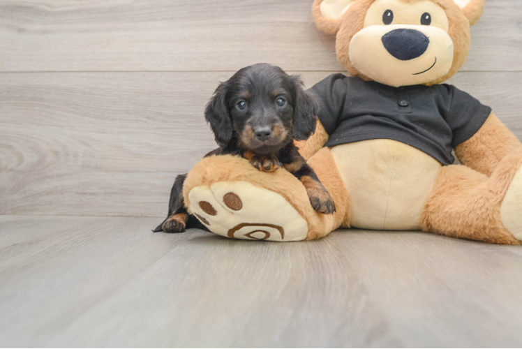 Cute Dachshund Baby