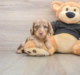 5 week old Dachshund Puppy For Sale - Windy City Pups