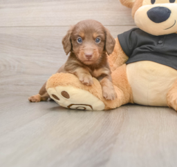 5 week old Dachshund Puppy For Sale - Windy City Pups