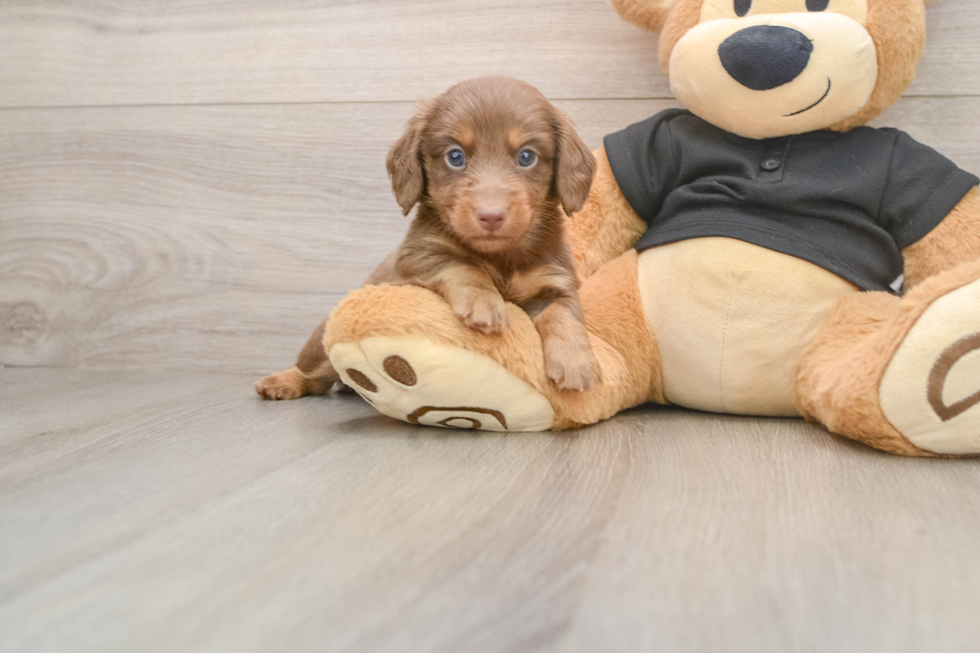 Cute Dachshund Baby