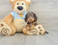 7 week old Dachshund Puppy For Sale - Windy City Pups