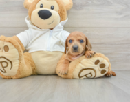 8 week old Dachshund Puppy For Sale - Windy City Pups