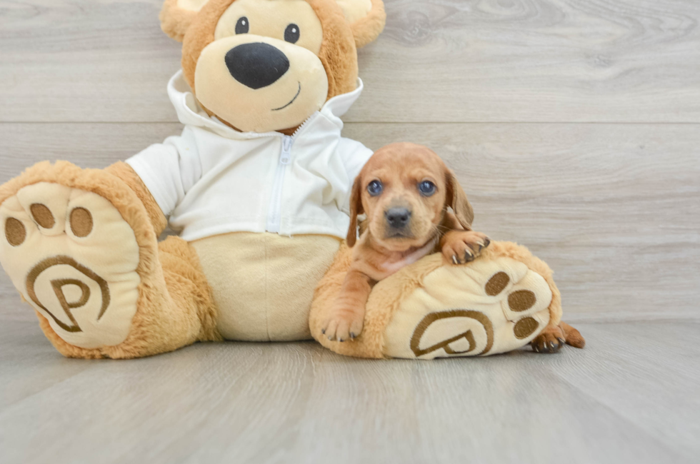 5 week old Dachshund Puppy For Sale - Windy City Pups