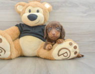 6 week old Dachshund Puppy For Sale - Windy City Pups